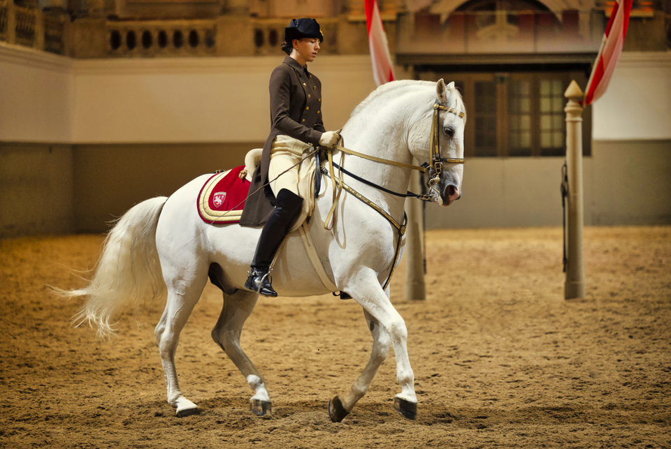 Spanish Riding School ─ Tickets & Info ConcertVienna